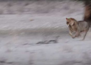 Una hiena se pasea desprevenida frente a tres leones desconociendo el peligro que la acechaba