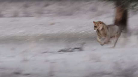 Una hiena se pasea desprevenida frente a tres leones desconociendo el peligro que la acechaba
