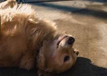 Un perro se hace el muerto para no regresar a casa de sus paseos de cuarentena