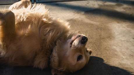 Un perro se hace el muerto para no regresar a casa de sus paseos de cuarentena