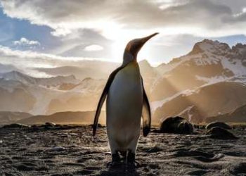 Pingüinos se adueñan de las calles vacías en Sudáfrica