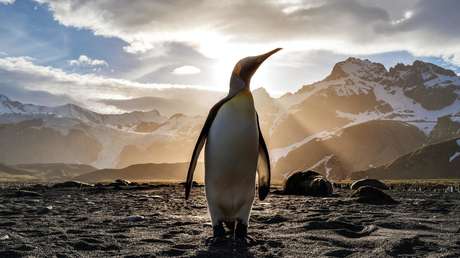 Pingüinos se adueñan de las calles vacías en Sudáfrica