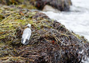 Recibe una respuesta a su mensaje 40 años después de lanzarlo en una botella al mar