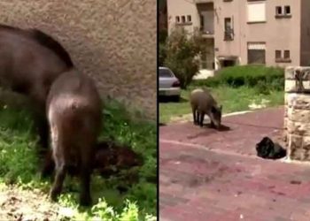 Manada de cerdos salvajes deambulan en calles y jardines de las casas durante cuarentena domiciliaria por el COVID-19