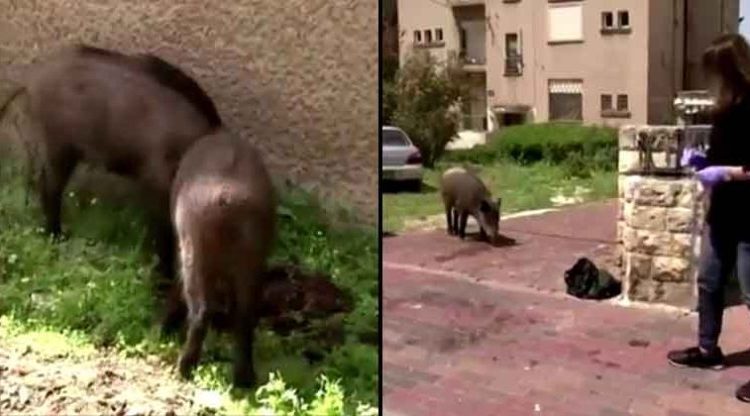 Manada de cerdos salvajes deambulan en calles y jardines de las casas durante cuarentena domiciliaria por el COVID-19