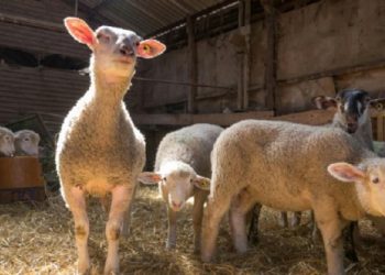 La pandemia de coronavirus evita el matadero a los corderos de Pascua