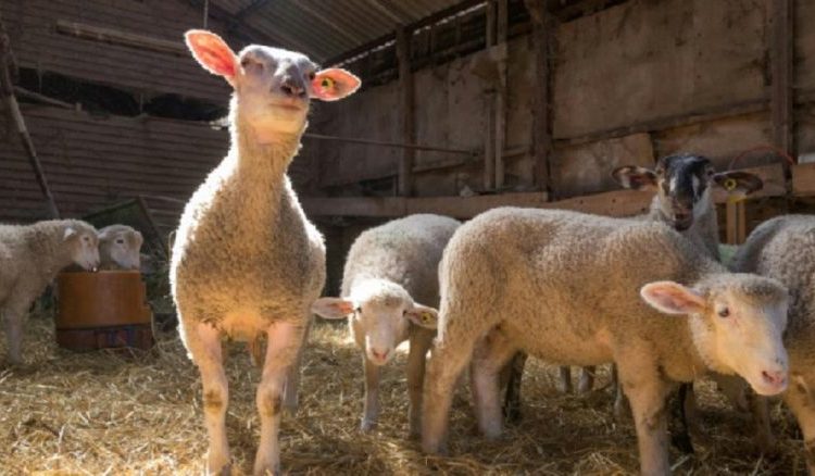 La pandemia de coronavirus evita el matadero a los corderos de Pascua