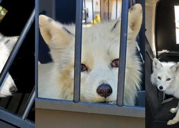 Pensaron que era un lindo cachorro pero resultó ser un animal salvaje