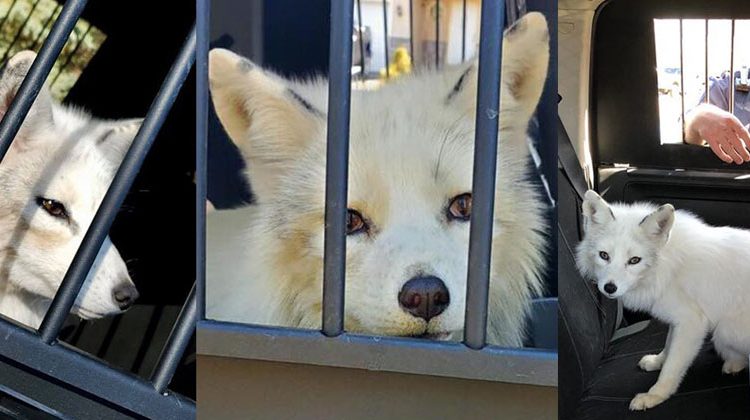Pensaron que era un lindo cachorro pero resultó ser un animal salvaje