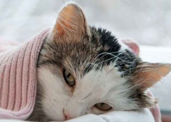 Gato doméstico de China sería el segundo del mundo en dar positivo para coronavirus