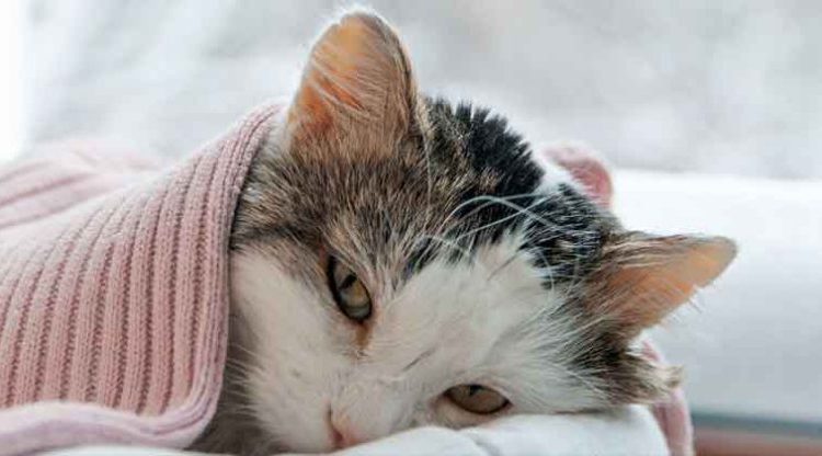 Gato doméstico de China sería el segundo del mundo en dar positivo para coronavirus
