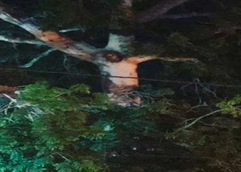 Supuesta aparición de Jesucristo crucificado en un árbol se vuelve viral