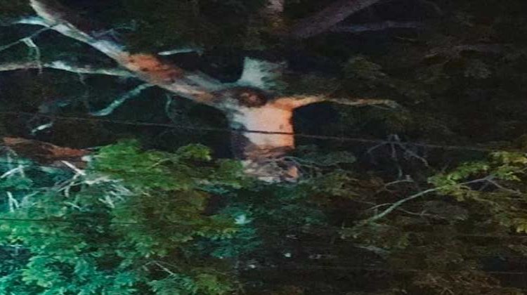 Supuesta aparición de Jesucristo crucificado en un árbol se vuelve viral