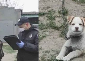 Adolescente embriaga a su perrito para apostar con sus amigos