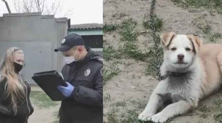 Adolescente embriaga a su perrito para apostar con sus amigos