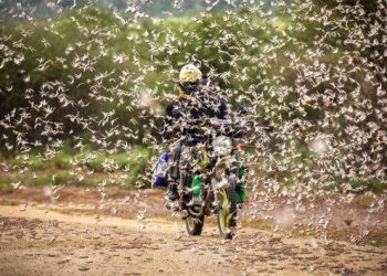Plaga «apocalíptica» de miles de millones de langostas invade África