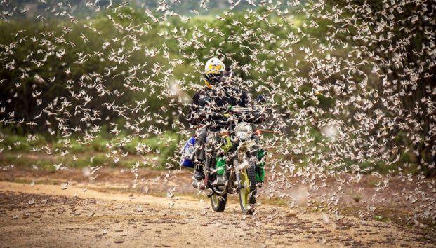 Plaga «apocalíptica» de miles de millones de langostas invade África
