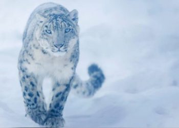 Efectos de la cuarentena: Captan por primera vez en muchos años al leopardo de las nieves
