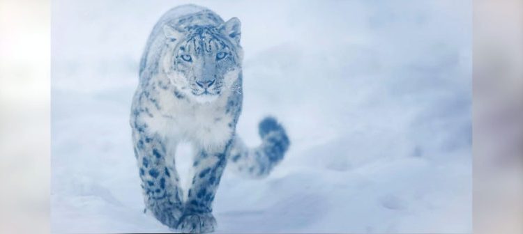 Efectos de la cuarentena: Captan por primera vez en muchos años al leopardo de las nieves