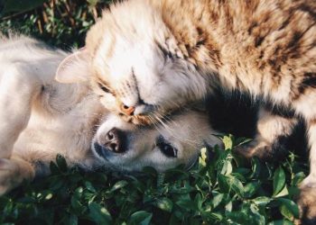 Hay cuatro animales infectados con coronavirus, según OMS