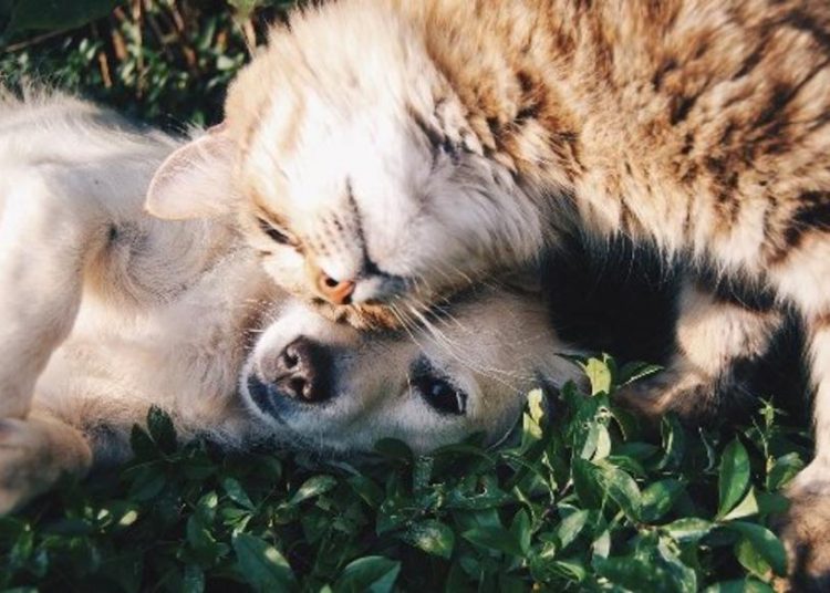 Hay cuatro animales infectados con coronavirus, según OMS