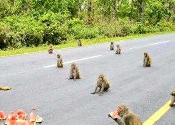 Docena de monos de la India practican “distanciamiento social” mientras comen