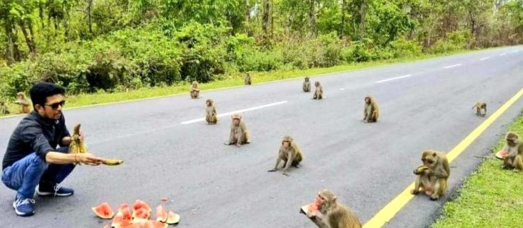 Docena de monos de la India practican “distanciamiento social” mientras comen