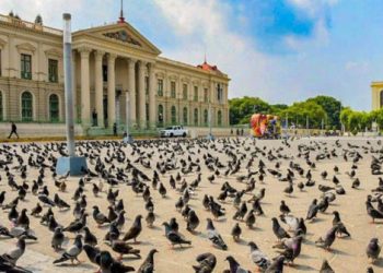 Cientos de aves adornan el paisaje en plazas del Centro Histórico