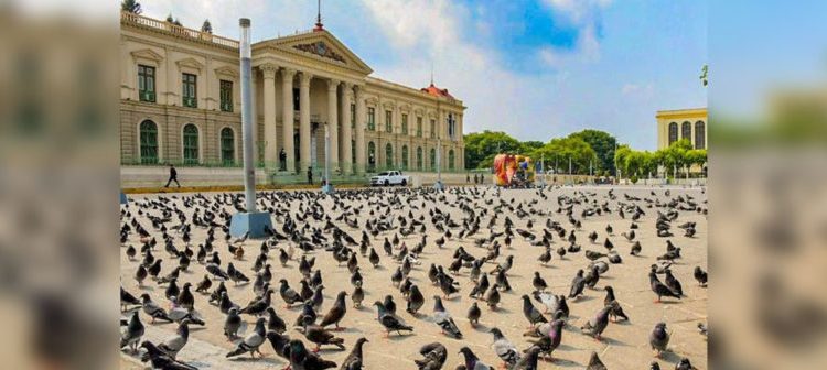 Cientos de aves adornan el paisaje en plazas del Centro Histórico