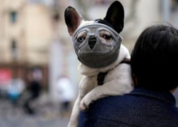 China elimina a perros de lista de animales para consumo humano
