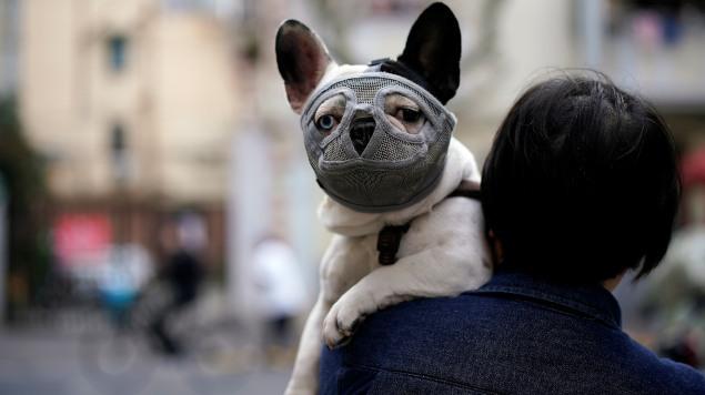 China elimina a perros de lista de animales para consumo humano