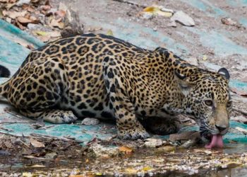 Ausencia de turistas ha permitido extraordinarias imágenes de animales salvajes en el Tikal, Guatemala