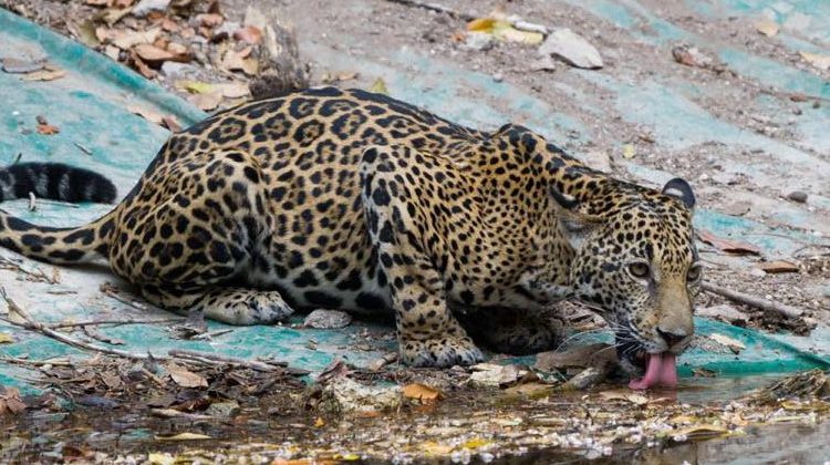 Ausencia de turistas ha permitido extraordinarias imágenes de animales salvajes en el Tikal, Guatemala