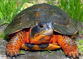 Mujer italiana es multada con $439 por no cumplir la cuarentena en su hogar porque sacó a su tortuga de paseo