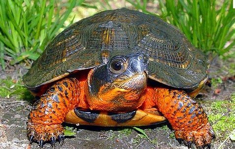 Mujer italiana es multada con $439 por no cumplir la cuarentena en su hogar porque sacó a su tortuga de paseo