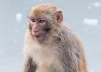 ¿Por qué el macaco rhesus es clave para combatir la covid-19?