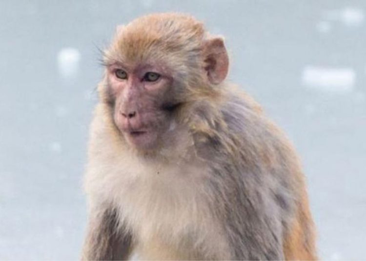 ¿Por qué el macaco rhesus es clave para combatir la covid-19?