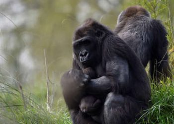 Graban por primera vez cómo los gorilas salvajes ‘cantan’ mientras comen