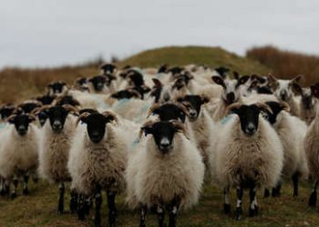 Un gran rebaño de ovejas invade una ciudad turca mientras sus residentes están confinados por el Coronavirus