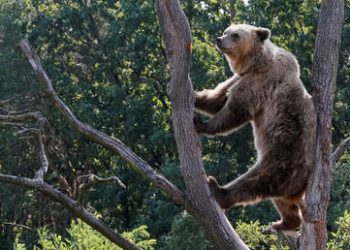 Un oso sube al balcón de un segundo piso en una localidad de Italia