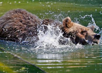 Un hombre ebrio ingresa al recinto de un oso e intenta ahogarlo
