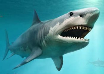 Encuentra un diente de un tiburón prehistórico mientras pasea a su perro