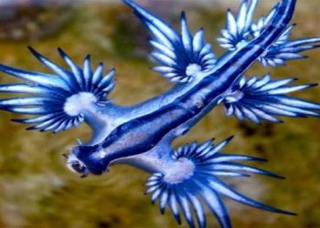 Extraños dragones azules aparecen en costa de Texas y atemorizan a la población