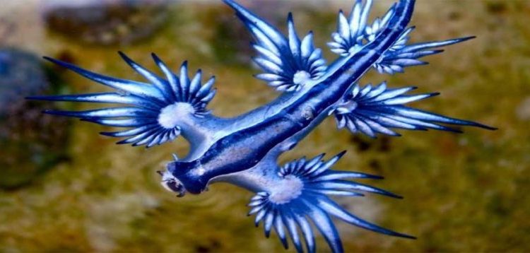 Extraños dragones azules aparecen en costa de Texas y atemorizan a la población