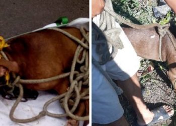 Agente policial le ofrece un hogar al perro que fue abandonado en barrio San Jacinto