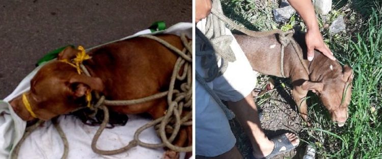 Agente policial le ofrece un hogar al perro que fue abandonado en barrio San Jacinto