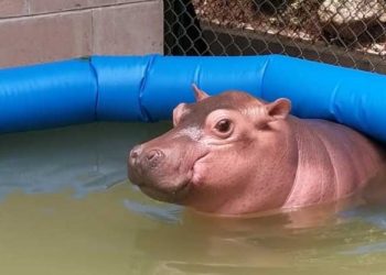El Salvador le da la bienvenida a una adorable cría de hipopótamo