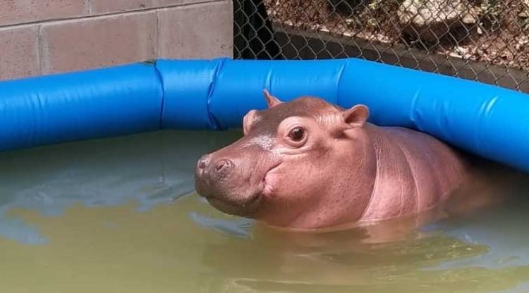 El Salvador le da la bienvenida a una adorable cría de hipopótamo