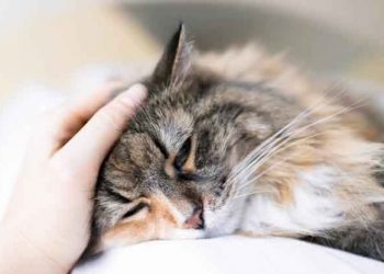 Reportan en Francia el primer caso de un gato contagiado de coronavirus