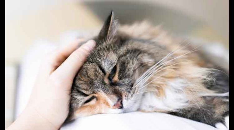 Reportan en Francia el primer caso de un gato contagiado de coronavirus